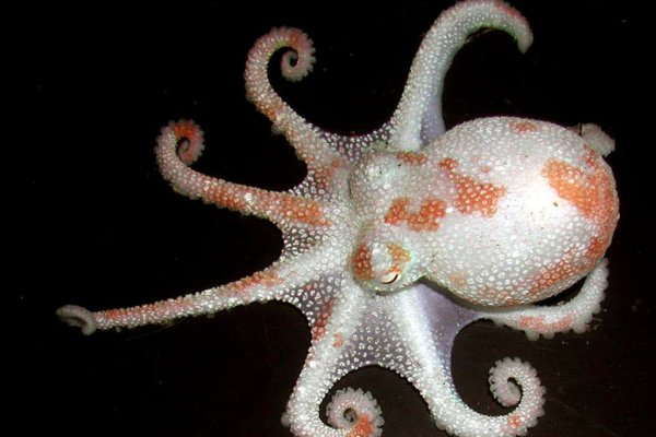 Kraken darknet to run